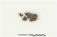 藏品(大帽苔屬)的圖片